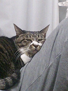 ���̏o�Ȃ�