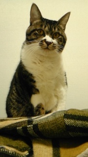 �O�ɏo�����̂�