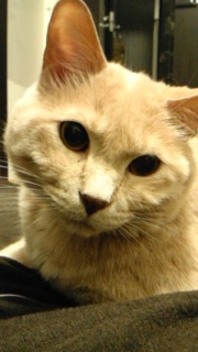 �L�������