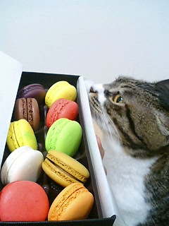 �}�J����(�K�́K)�I�I�I