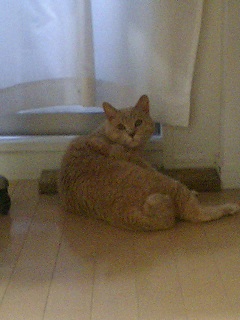 �����甃����