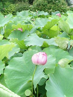 �P���X�V���c