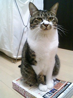 �L���ĎG���̏オ�D�������