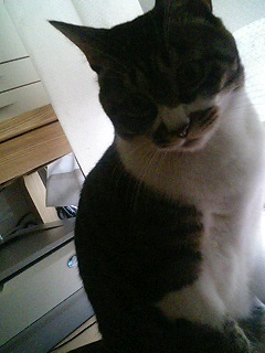 �����炱��ȂɁc